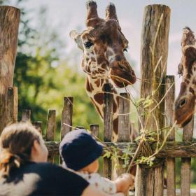 Giraffodring i Odense ZOO